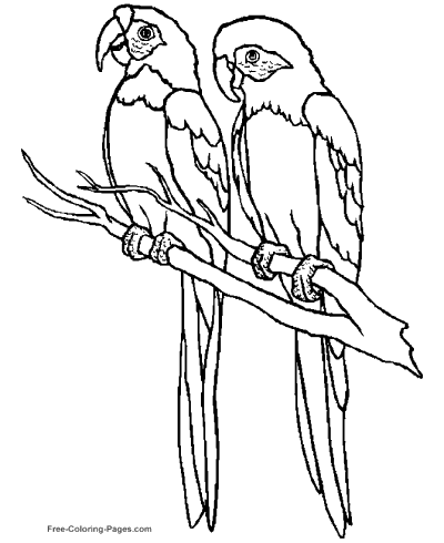 Coloring Pages Birds Bird Easy