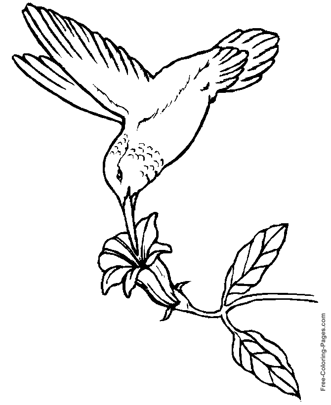 Download Printable coloring pages of birds - Hummingbird 01